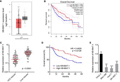 KB-68A7.1 Inhibits Hepatocellular Carcinoma Development Through Binding to NSD1 and Suppressing Wnt/β-Catenin Signalling